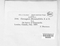 Passalora hamamelidis image